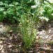 Ebony Spleenwort